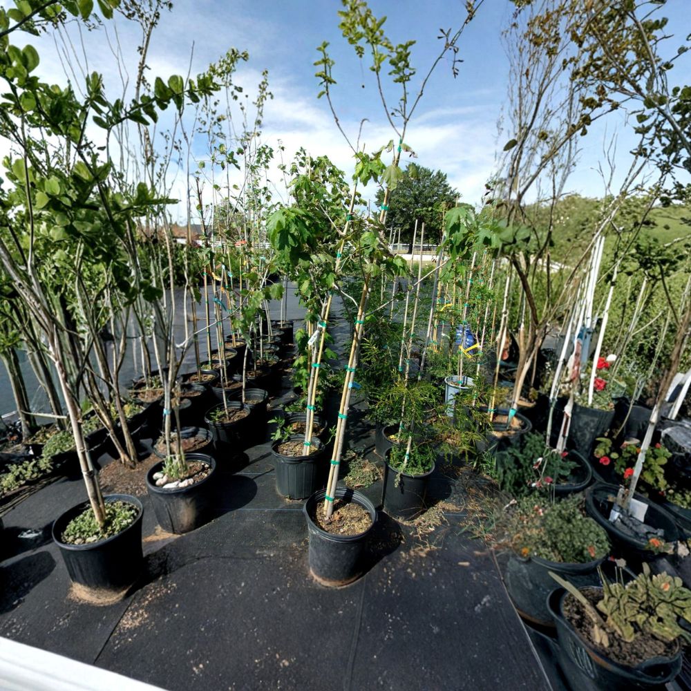 Native Red Maple Tree 4-6 Feet Tall Acer rubrum Fast Growing Shade Tree Brilliant Red Yellow Fall Color