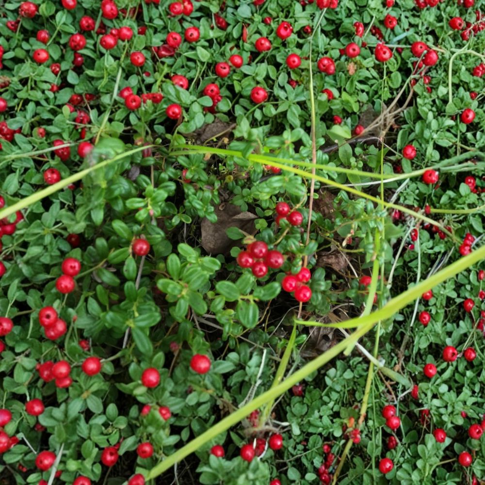Lingonberry Live Rhizomes | 5 Bare Root Plants | Cold Hardy Edible Groundcover | Vaccinium vitis-idaea