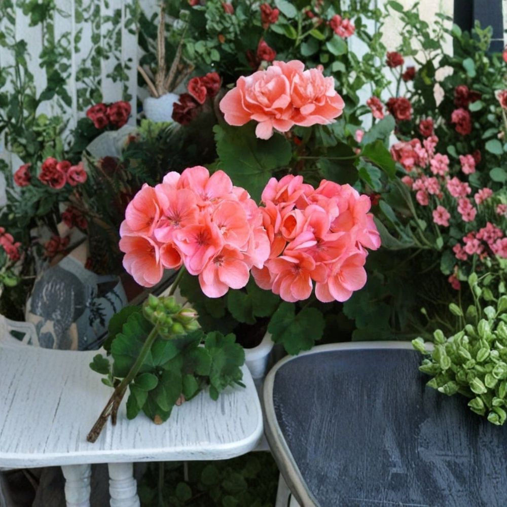 Salmon Pink Geranium Cuttings | 4 Fresh Pelargonium Stems | Rooting Ready for Sunny Window & Patio | Easy Grow