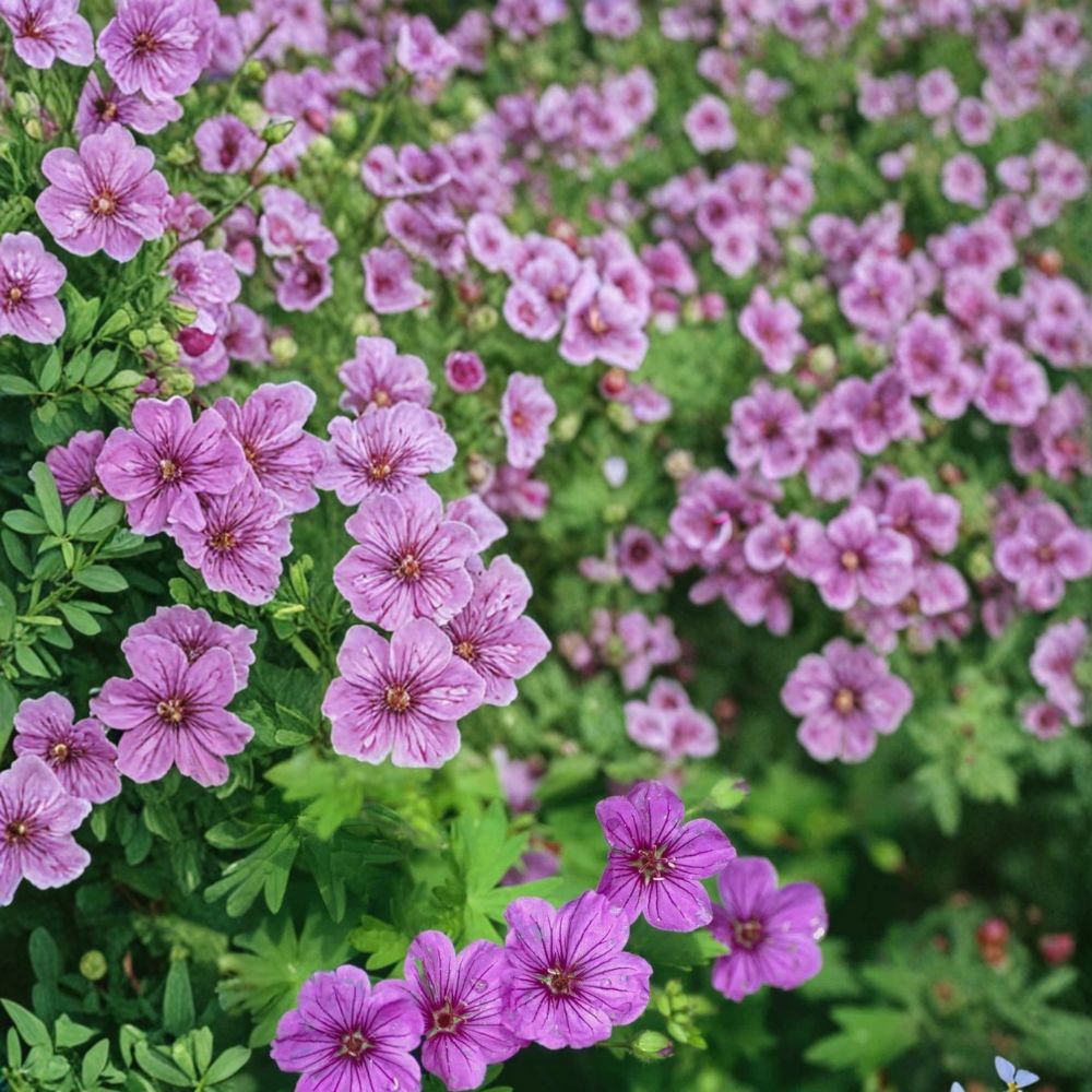 Dilys Geranium Seeds - 25+ Flower Seeds, Colorful Pelargonium Blooms, Easy to Grow for Pots & Containers