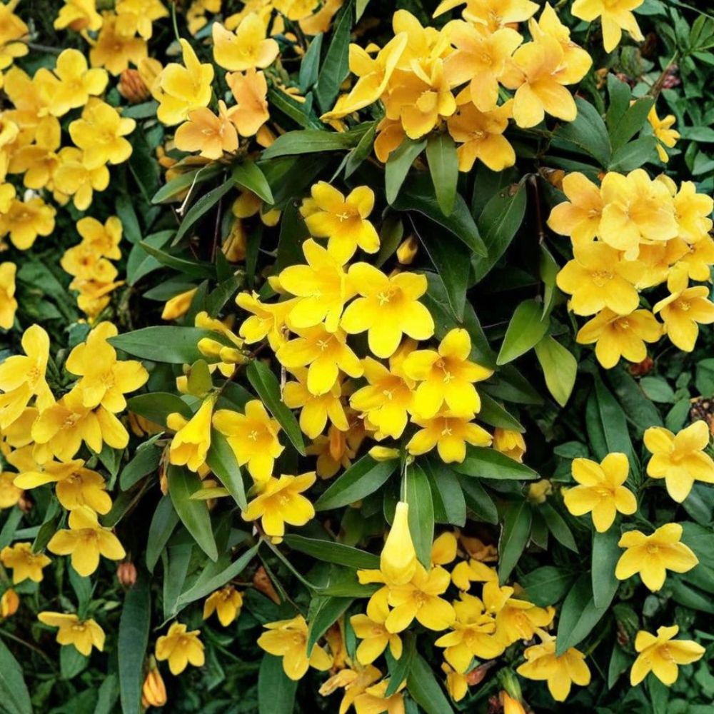 Carolina Jasmine Seeds | 25 Seeds | Yellow Jessamine Vine | Gelsemium sempervirens | Fragrant Evergreen Climber