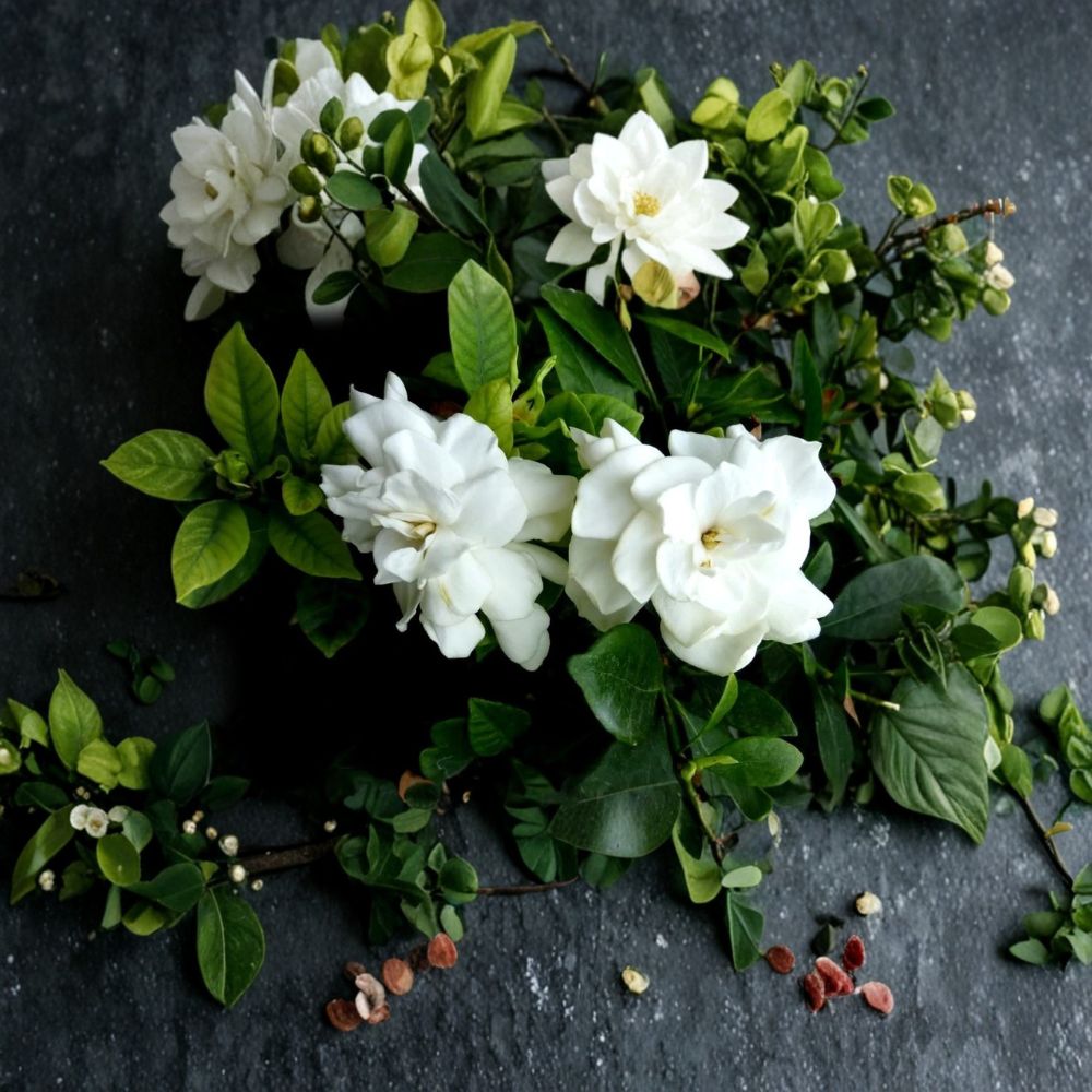 Gardenia Plant Set of 2 | Bare Root Heirloom Cape Jasmine | Fragrant White Flower Shrub | Gardenia jasminoides