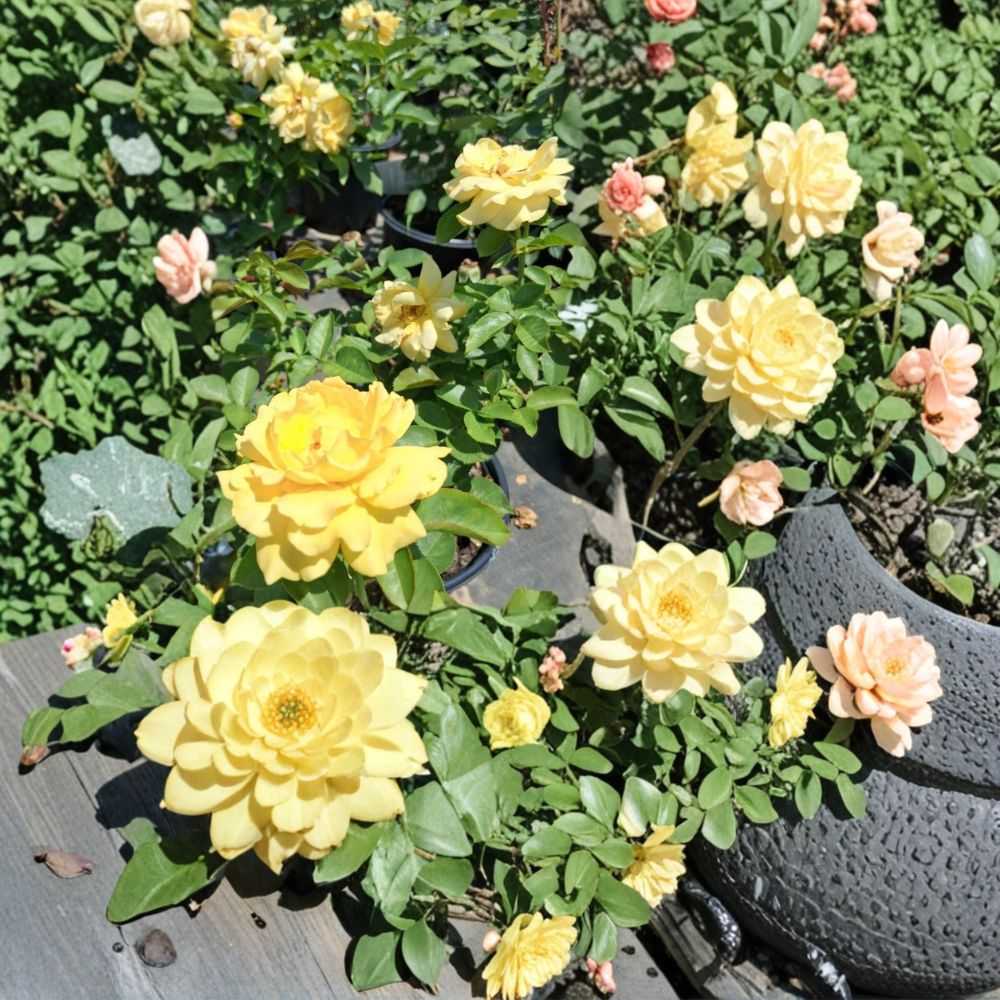 Julia Child Rose Plant | 5 Gallon | Butter Gold Floribunda | Rosa 'Julia Child' | Fragrant Double Blooms | AARS Winner