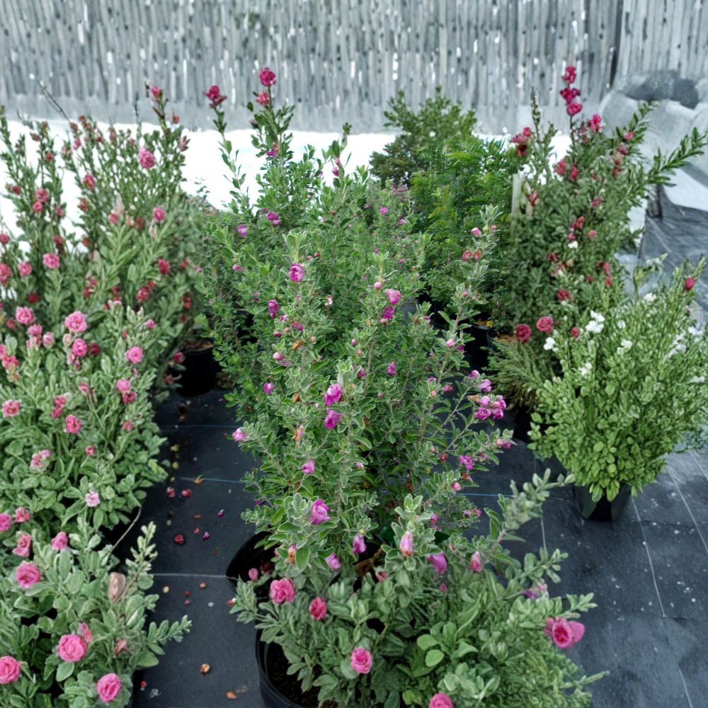 Purple Texas Sage Live Plant | Flowering Evergreen Shrub | Drought Tolerant | Leucophyllum frutescens | Easy Care