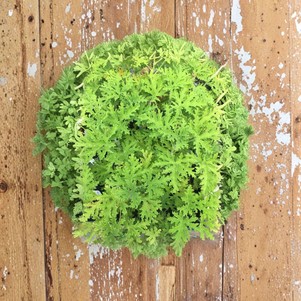 Citrosa Geranium Live Plant 2.5" Pot Pelargonium ‘Citrosum’ Mosquito Plant Aromatic Lemon-Citronella Foliage Lavender Flowers