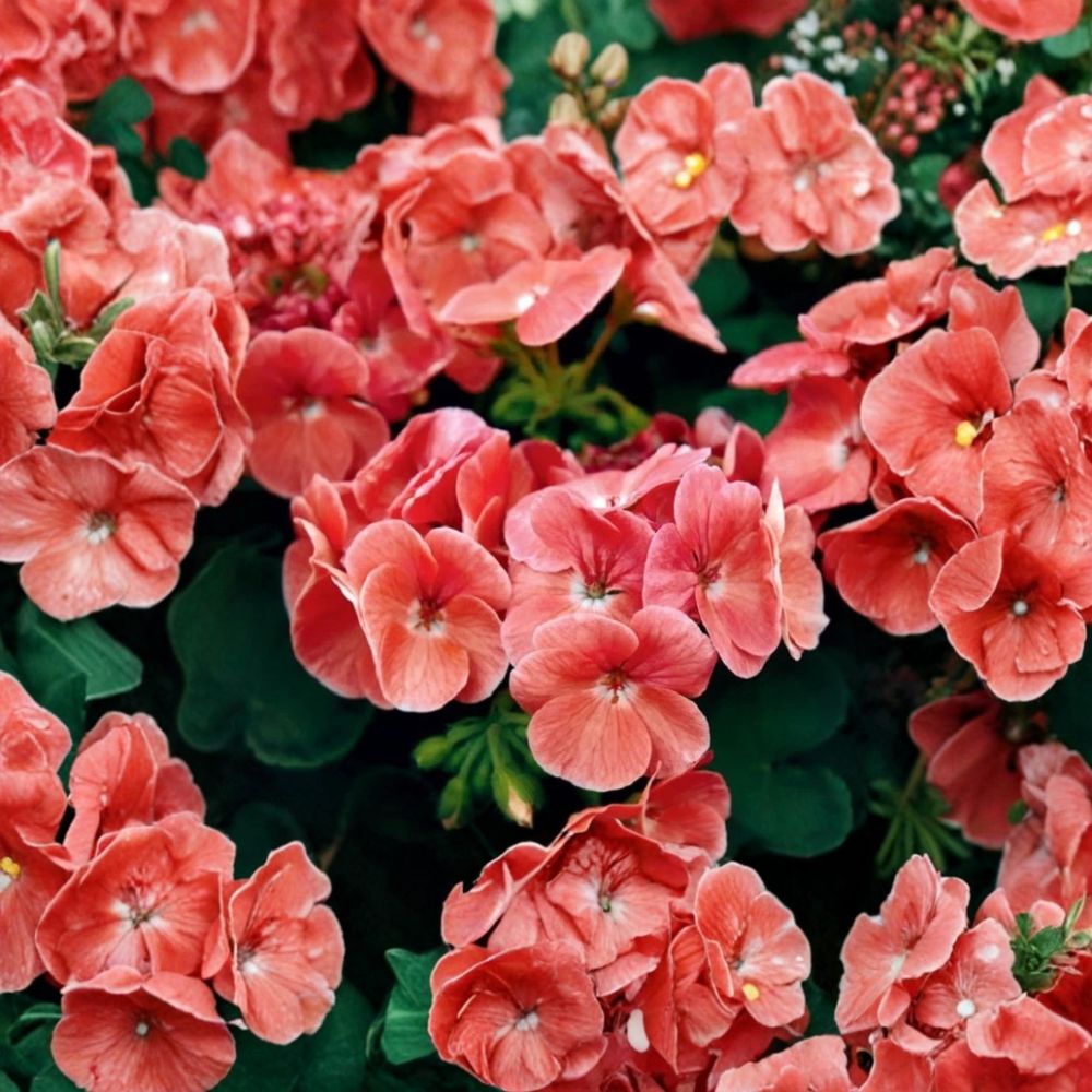 Ringo Salmon Geranium Seeds | 15 Premium Flower Seeds | Early Blooming Salmon Flowers | Pelargonium Species