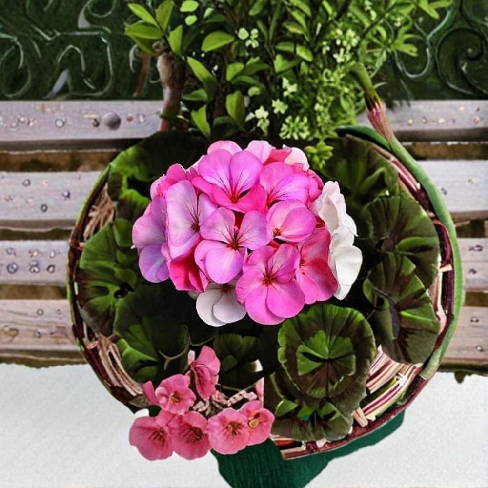 Geranium Seeds 1,000 Count Pinto Premium White to Rose - Pelargonium x hortorum - Color-Changing Blooms for Pots & Patio