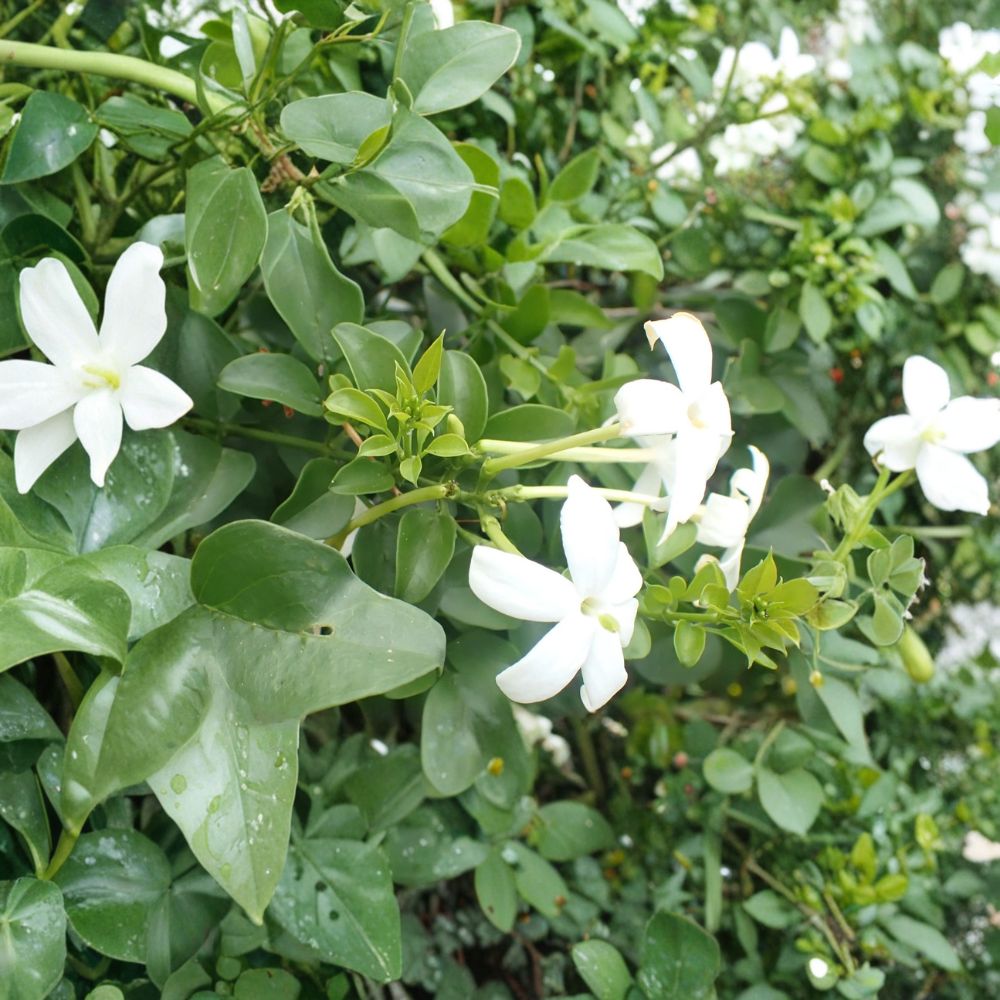 Common Jasmine Live Plants Set of 3 | Fragrant Climbing Vine | Jasminum officinale in 3.5 Inch Pots | Poet's Jasmine