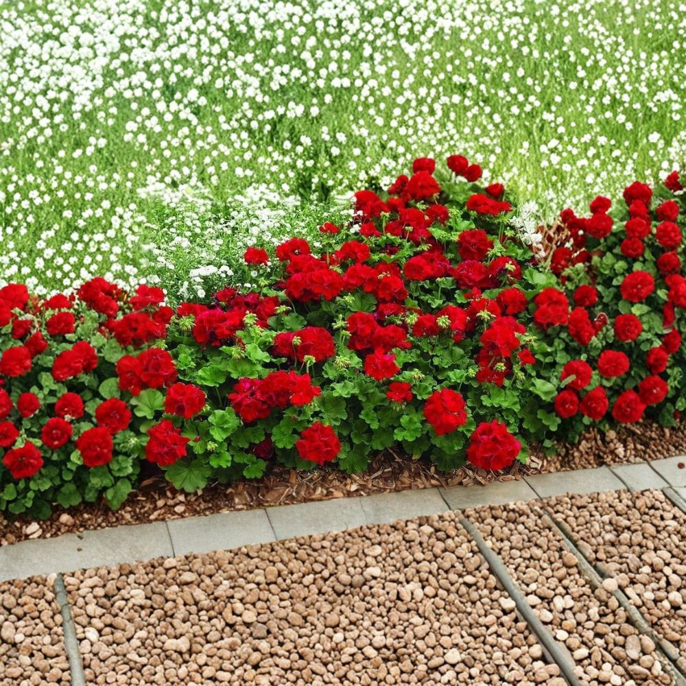Mountie Red Ivy Geranium Cuttings – 8 Fresh Scarlet Red Pelargonium Cuttings for Rooting – Ideal for Baskets & Planters