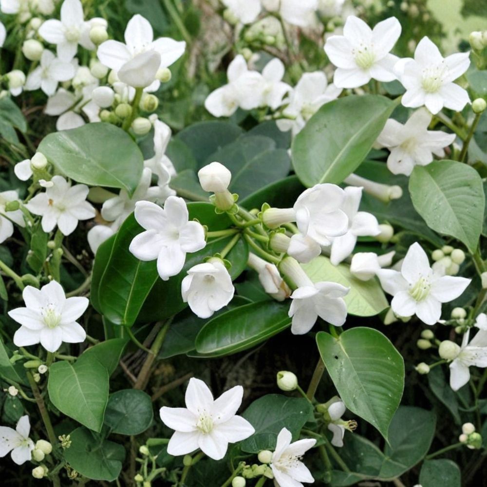 Madagascar Jasmine Seeds - 5 Rare Fragrant Vine Seeds - Stephanotis floribunda - Tropical White Flower Climbing Plant