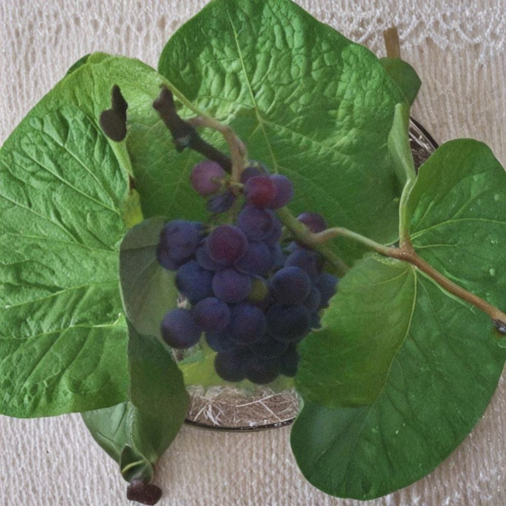 Saturn Blue Seedless Grape Vine - 3 Gallon Live Plant - Vitis vinifera - Large Blue Grapes - Self-Fertile - Easy to Grow