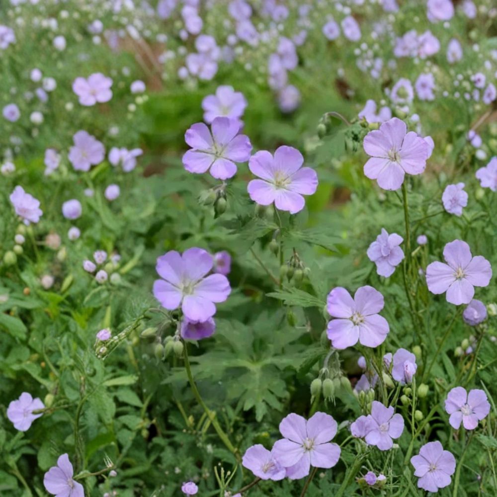 Wild Geranium Bare Roots - 10 Plants, Hardy Cranesbill Perennial, Geranium maculatum, Pink-Purple Blooms, Native to North America