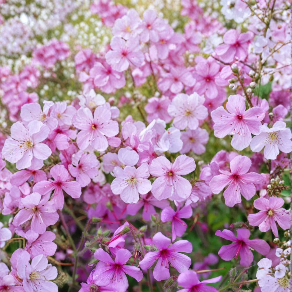 Canary Island Palmatum Geranium Seeds | 25+ Exotic Flower Seeds | Pelargonium palmatum | Easy to Grow for Containers & Gardens