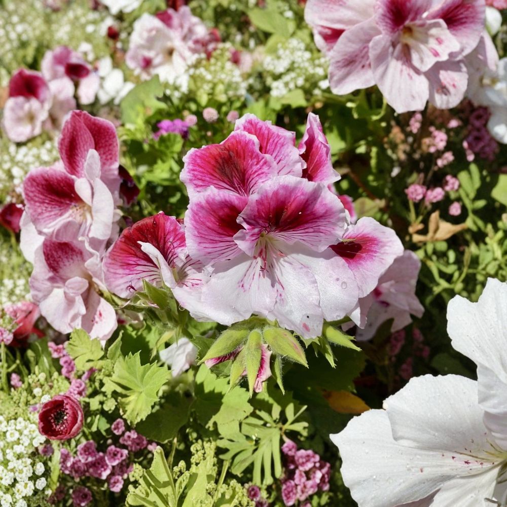 Pink & White Geranium Cuttings – Fresh Pelargonium Starter Cuttings for Easy Rooting – Perfect for Indoor & Outdoor Gardening