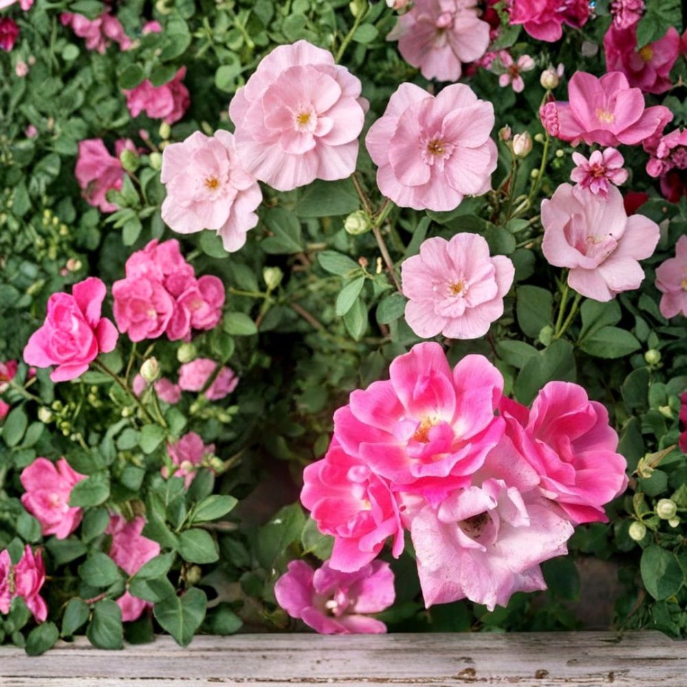 Pink Knock Out® Rose 3 Gallon Live Shrub | Medium Pink Flowering Rose Bush | Rosa 'RADcon' | Disease Resistant Landscape Plant