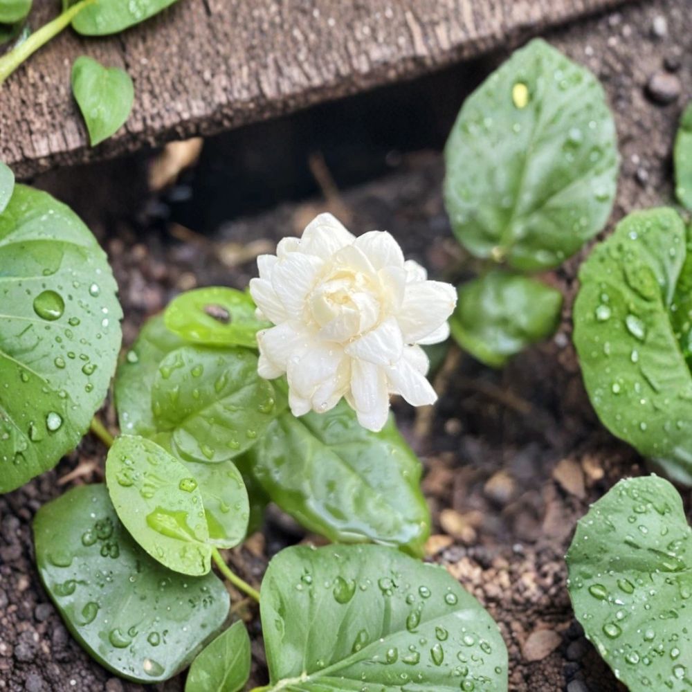 Grand Duke Jasmine Plant Starter | Potted Fragrant Double Bloom | Jasminum sambac | 3-7 Inch Live Houseplant