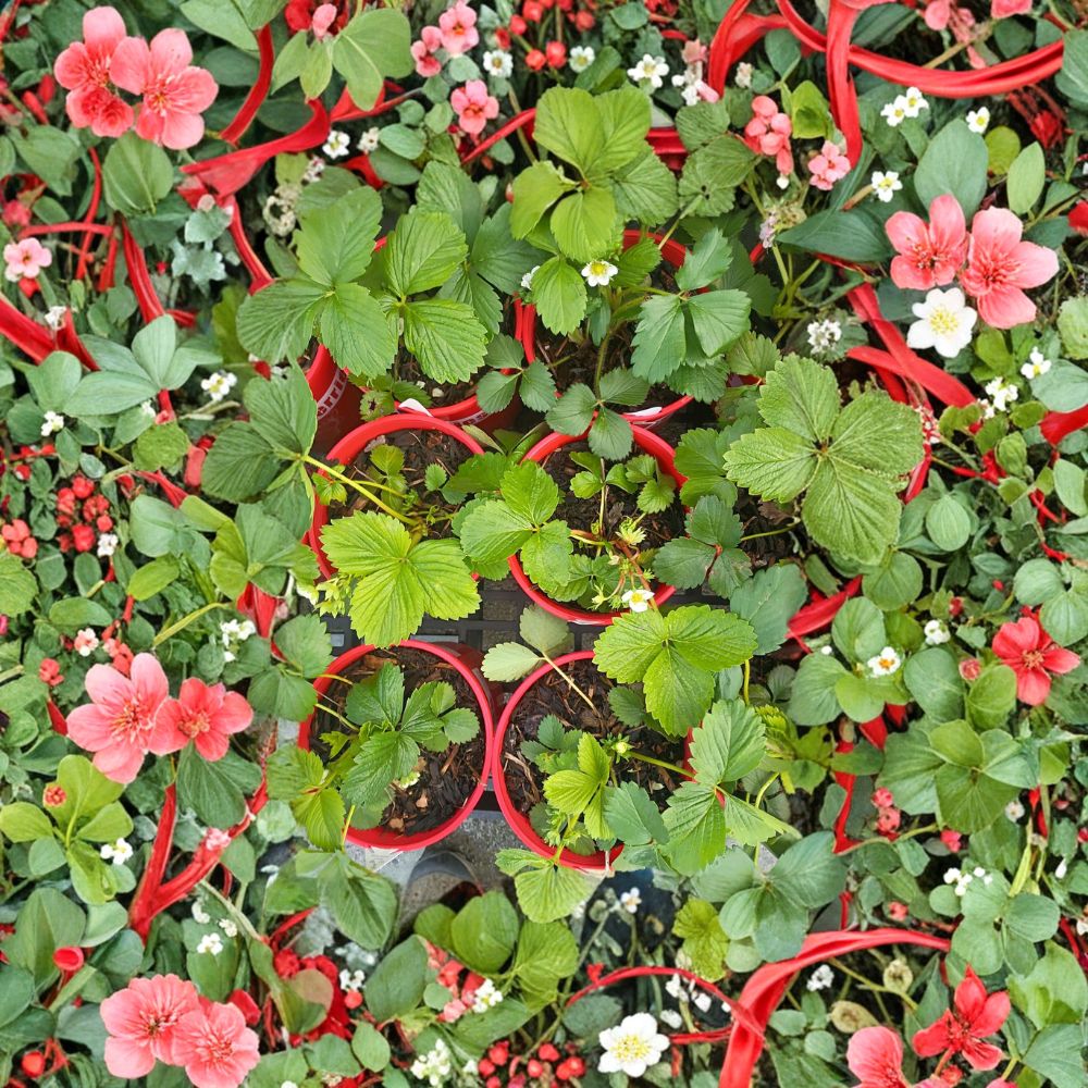 Wild Alaska Strawberry Plants - 5 Live Pups - Cold Climate Hardy Groundcover - Fragaria spp. - Easy to Grow Edible Berries