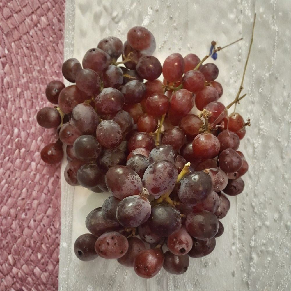 Vanessa Red Seedless Grape Vine | 3 Gallon Live Plant | Sweet Red Grapes | Vitis vinifera | Self-Fertile & Easy to Grow