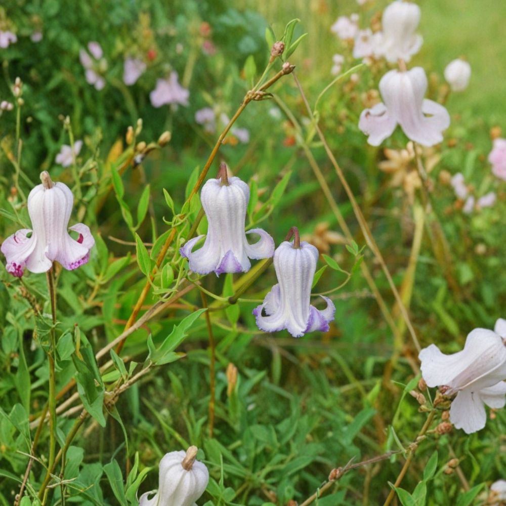 Clematis Crispa Seeds | 5 Seeds | Blue Jasmine Curly Swamp Leather Flower | Fragrant Pollinator Plant