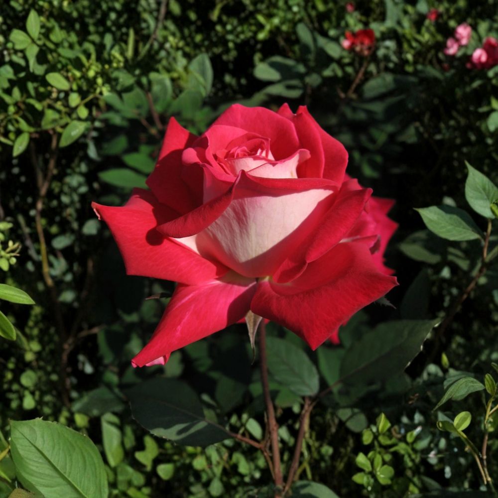 LOVE Grandiflora Rose Bush | 3 Gallon Ruby Red & White Blooms | Fragrant Rosa Hybrid 'LOVE' | Two-Year-Old Live Plant