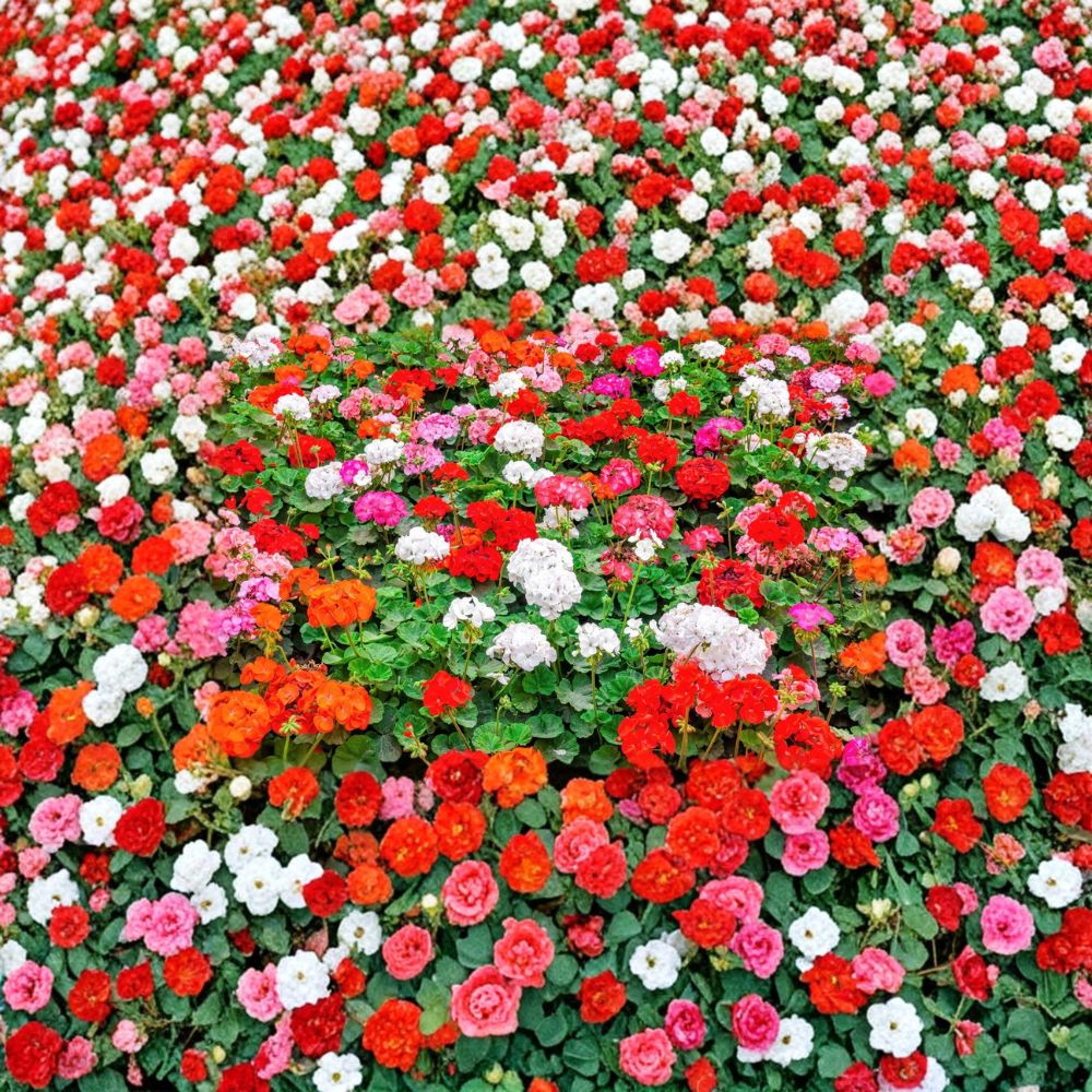 Mixed Colors Geranium Seeds | 10 Seeds | Pelargonium zonale F2 Mix | Pink Purple Red Salmon Blooms | Easy to Grow