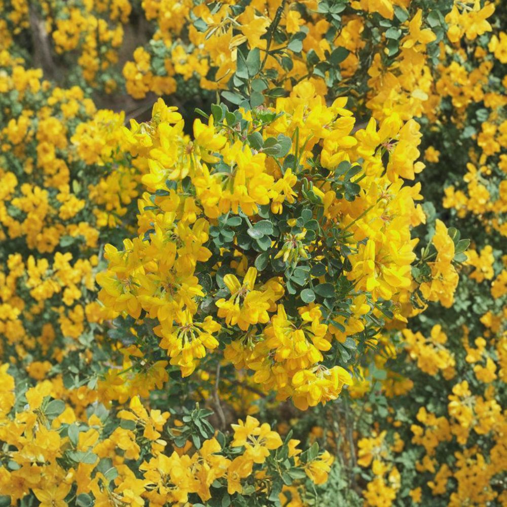 Siberian Pea Shrub Cuttings | 5 Live Alaska Grown Caragana arborescens | Hardy Nitrogen Fixing Privacy Hedge | Easy to Grow