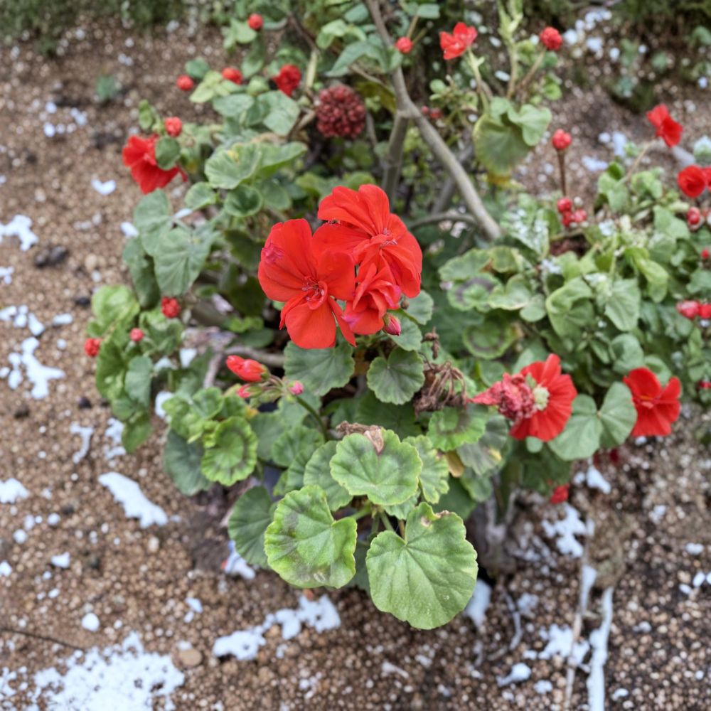 Organic Orange Geranium Cuttings - 6 Fresh Pelargonium Cuttings for Rooting - Vibrant Flowering Plants for Garden & Containers