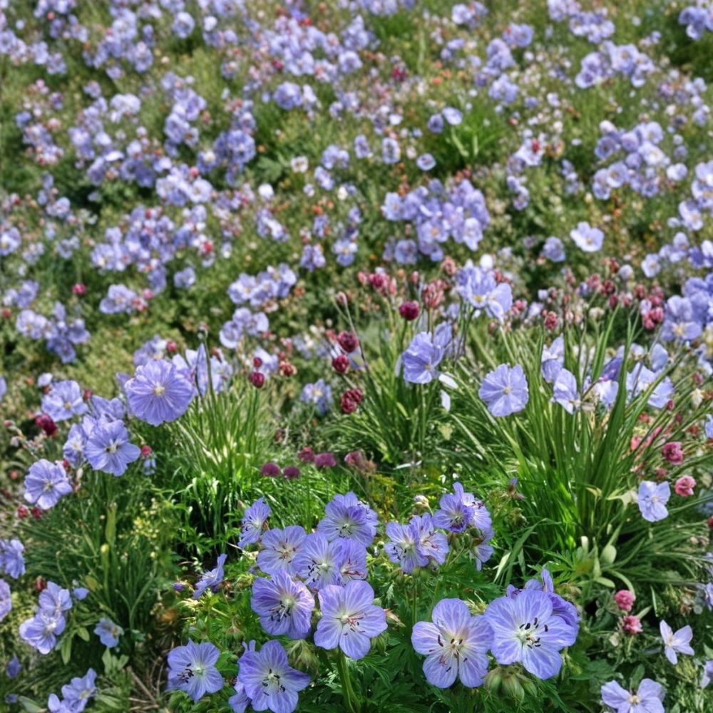 Mrs. Kendal Clark Geranium Seeds - 25+ Premium Flower Seeds - Colorful Blooms for Pots & Baskets - Pelargonium spp.