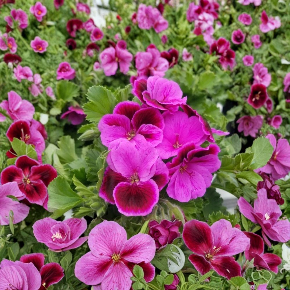 Martha Washington Geranium Cuttings - 6 Fresh Regal Pelargonium Cuttings for Rooting | Pelargonium domesticum