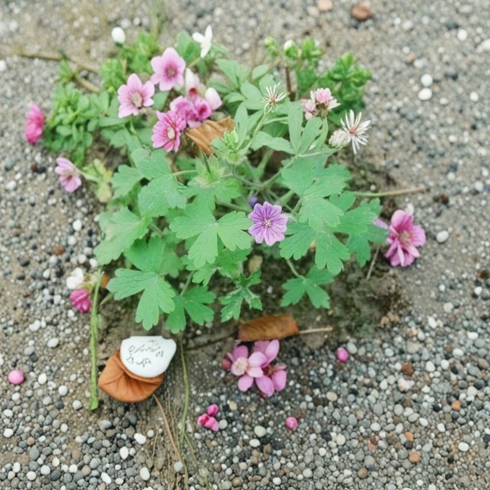 Geranium Seeds | 10+ Violet Blue Cranesbill Flower Seeds | Geranium bohemicum | Pollinator Friendly, Easy to Grow