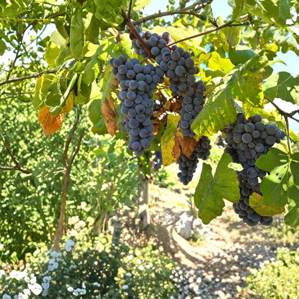 Steuben Grape Cuttings - 5 Pack | Sweet Blue Purple Slip-Skin Table Grape | Vitis hybrid ‘Steuben’ | Cold Hardy Vine