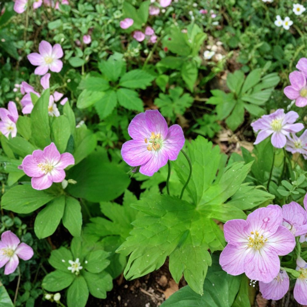 Wild Geranium Bare Roots - 20 Cranesbill Plants - Geranium maculatum - Woodland Perennial for Shade Gardens - Easy to Grow