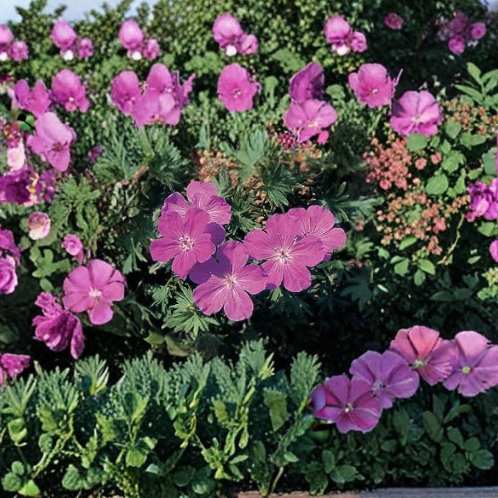 Geranium Seeds - 100 Vision Violet Hardy Cranesbill Perennial Seeds - Geranium sanguineum - Violet Garden Flowers