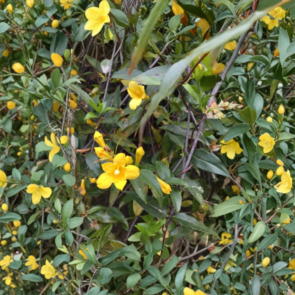 Carolina Yellow Jasmine Seeds | 25+ Seeds | Fragrant Evergreen Climbing Vine | Gelsemium sempervirens | USA Grown