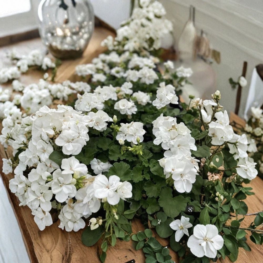 Snow White Zonal Geranium Cuttings - 8 Unrooted Pelargonium Cuttings with White & Pink Blooms - Easy to Grow for Containers