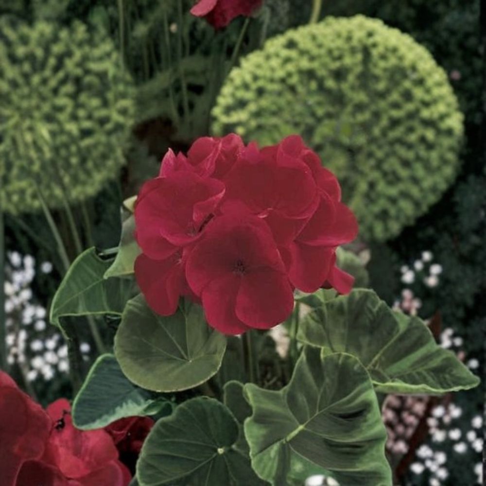 Geranium Seeds 1,000 Count - Maverick Red Pelargonium - Deep Red Blooms - Compact & Easy to Grow - Ideal for Pots & Landscapes