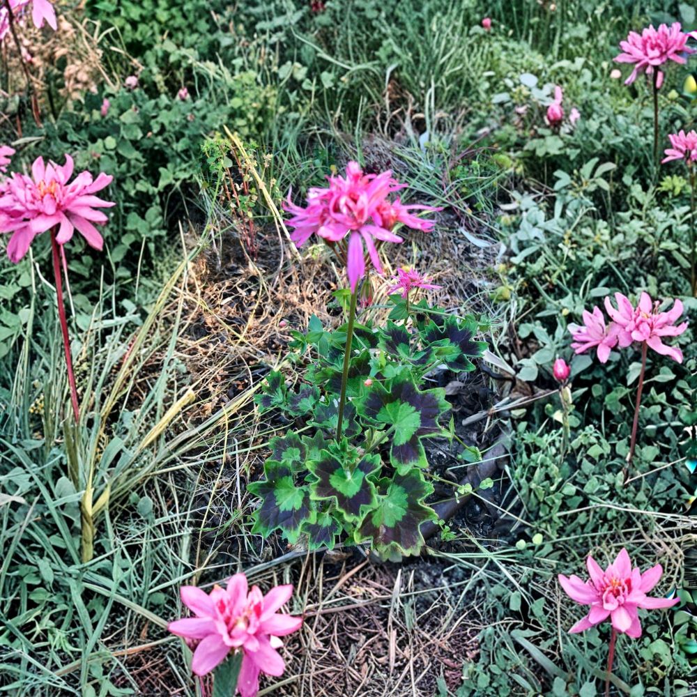 Rare Pink Pelargonium Geranium Cutting - 6 Inch Live Starter Plant, Salmon Pink Spiky Blooms, Pelargonium spp.