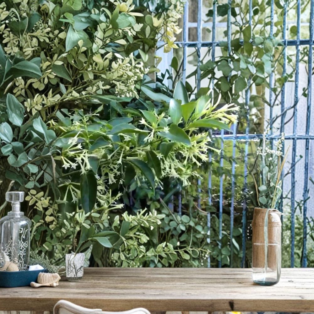 Night Blooming Jasmine Plant 1 Gallon Pot | Fragrant Lady of the Night Shrub | Cestrum nocturnum Live Plant for Garden