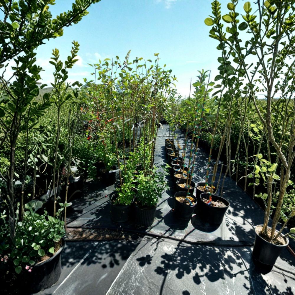 Calloway Fruiting Crabapple Tree - Live 4–6 Feet Tall Ornamental Tree - Malus 'Callaway' - Spring Blooms & Wildlife Fruit
