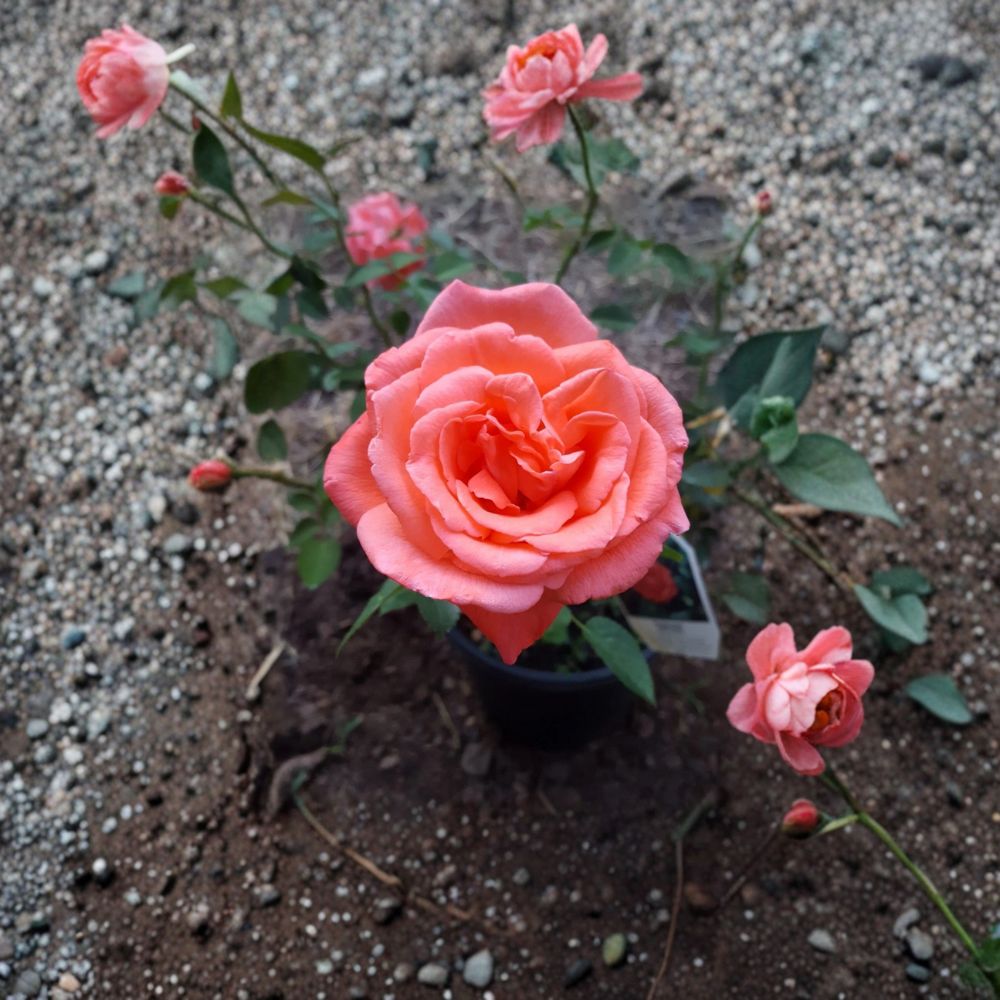 Tropicana Hybrid Tea Rose Plant - 5 Gallon Vibrant Orange Shrub - Rosa Hybrid 'Tropicana' - Fragrant Garden Favorite