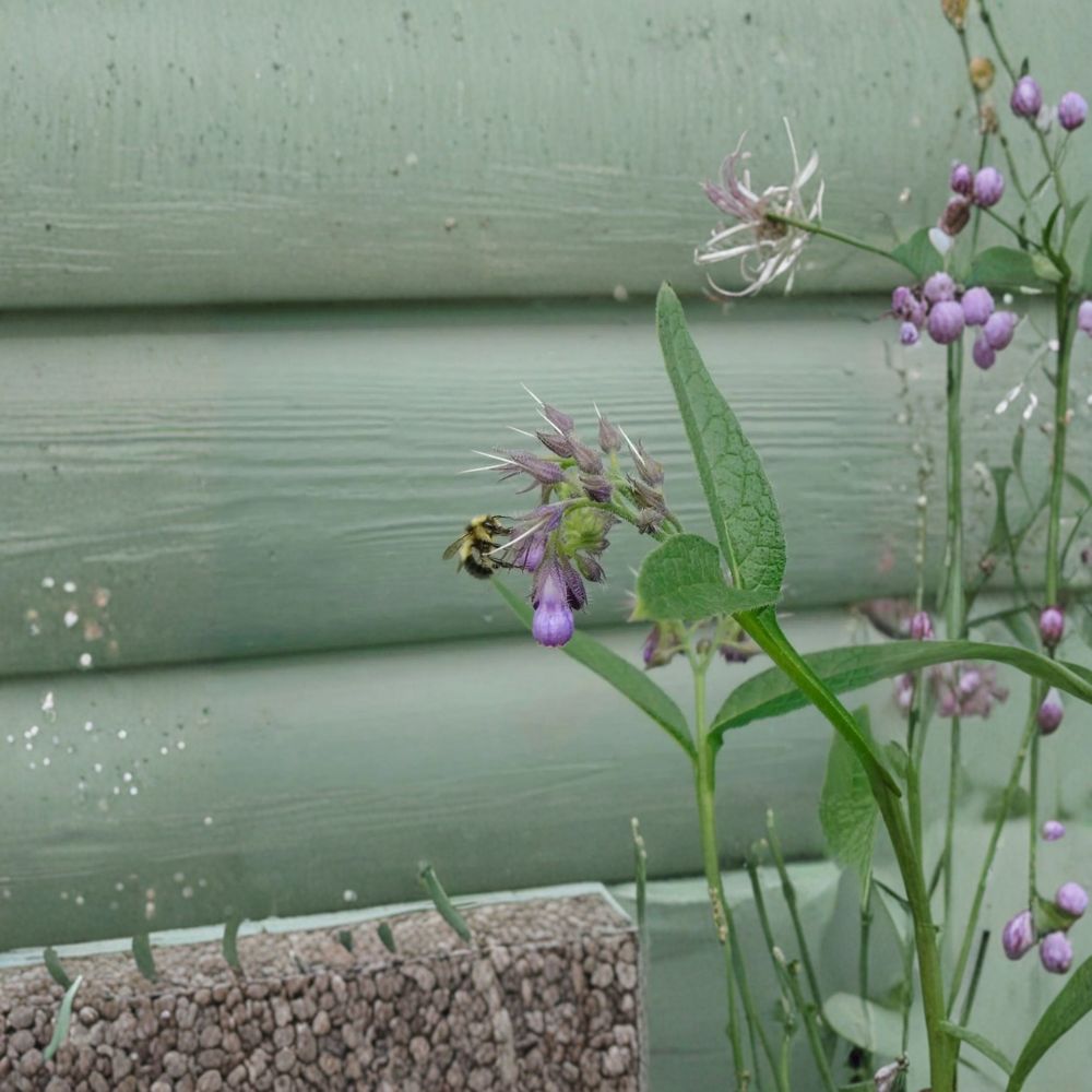 True Comfrey Seeds - 25 Alaska Grown Fertile Seeds - Symphytum officinale - Hardy Medicinal Herb - Pollinator Friendly Perennial