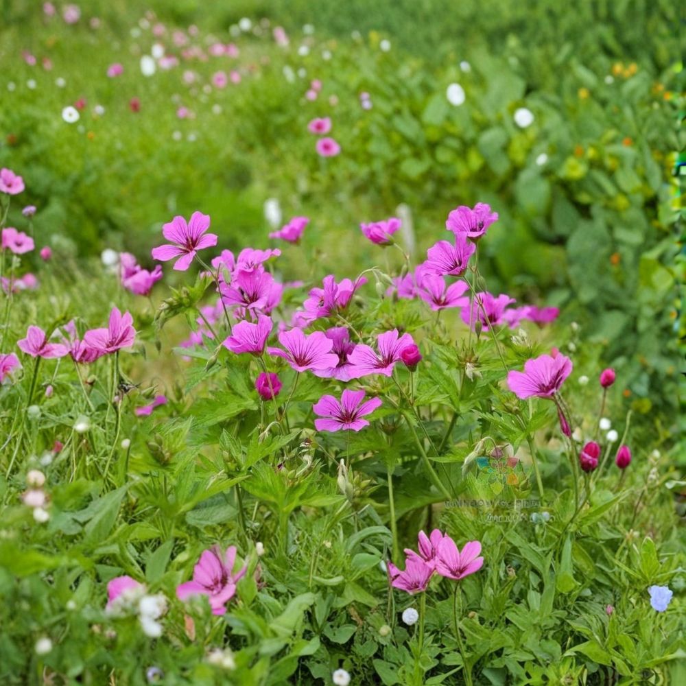Patricia Geranium Seeds - 25+ Premium Flower Seeds | Geranium 'Patricia' | Hardy Blooms for Pots & Containers