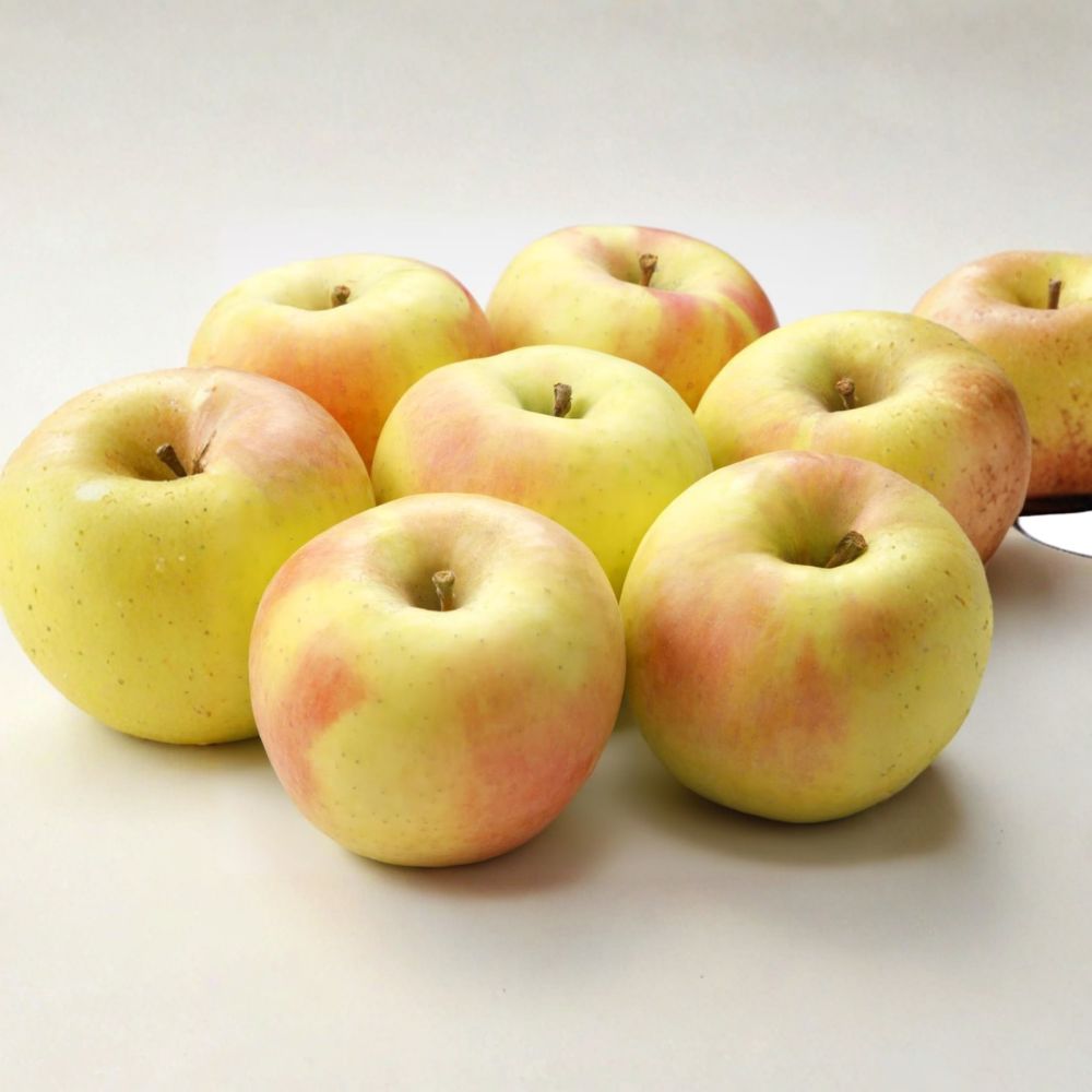 Gunma Meigetsu Apple Tree - Bare Root, Japanese Honey Apple, Malus domestica, M7 Semi-Dwarf Rootstock, Super Sweet Fruit