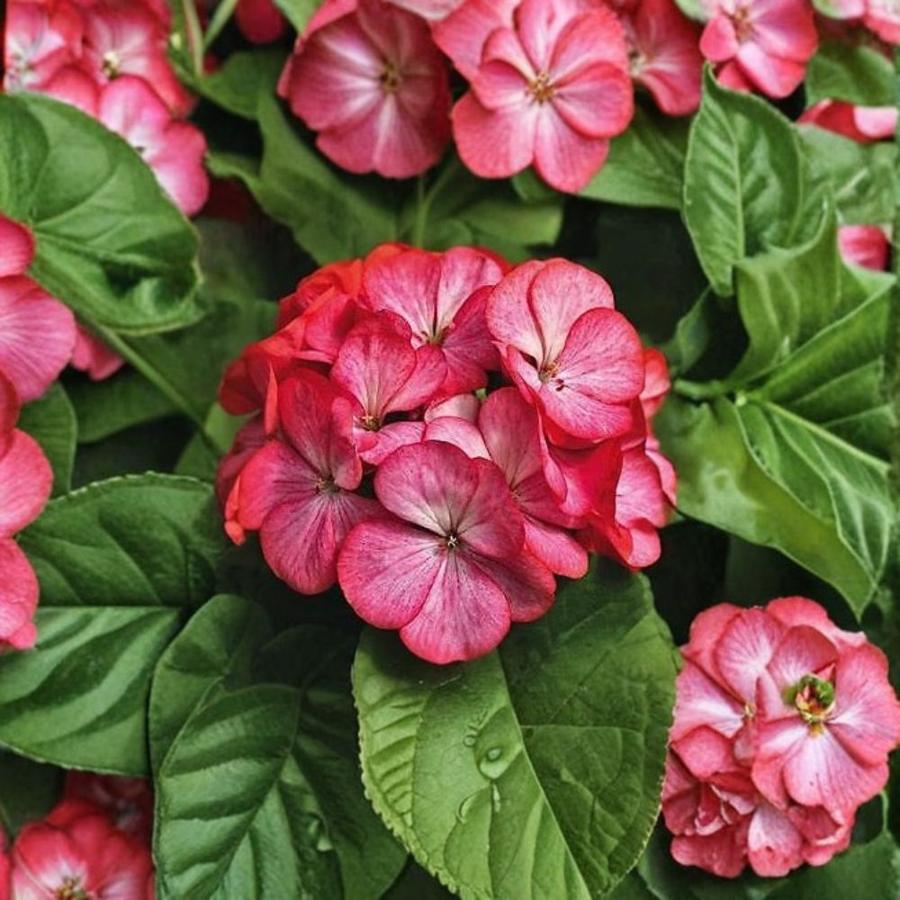 Geranium Seeds - 1,000 Count - Maverick Scarlet Picotee - Pelargonium x hortorum - Robust, Easy to Grow, Container Friendly