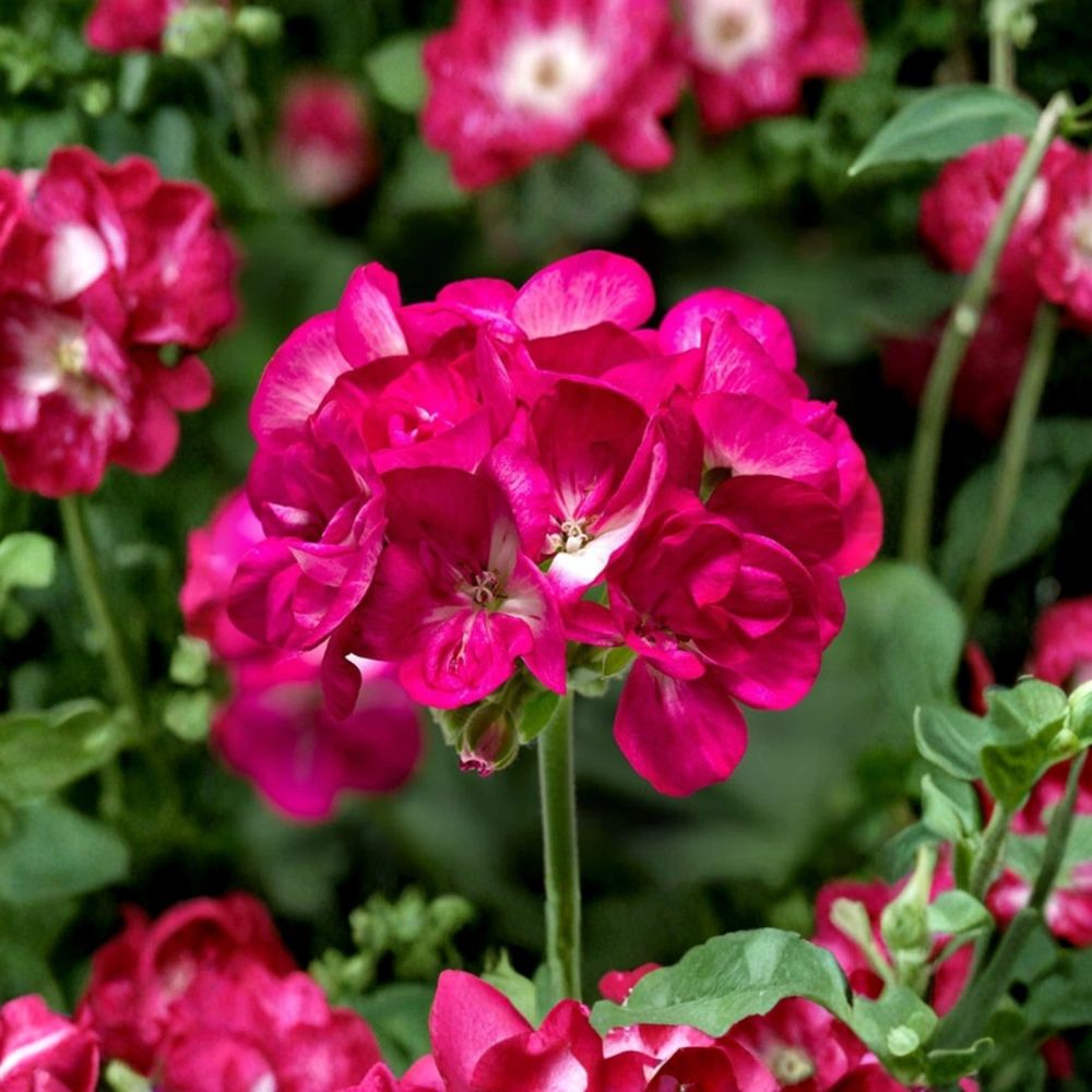 Bright Pink Geranium Seeds - 10 Pelargonium Zonale - Pollinator Friendly Flowering Plant for Patio & Balcony Gardens