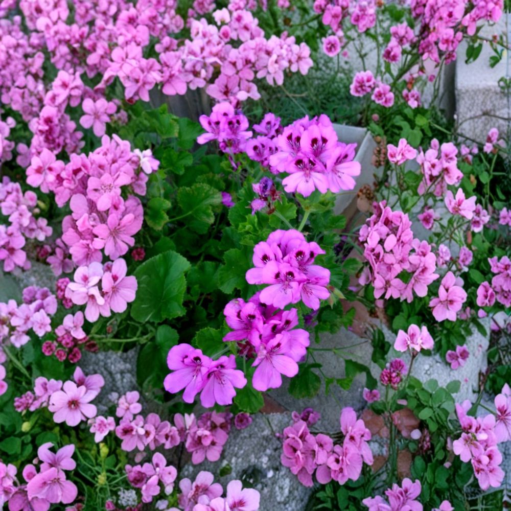 Purple Regal Geranium Cuttings - 3 Unrooted 6 Inch Cuttings - Pelargonium x domesticum - Orchid-Like Purple Blooms - Easy Care