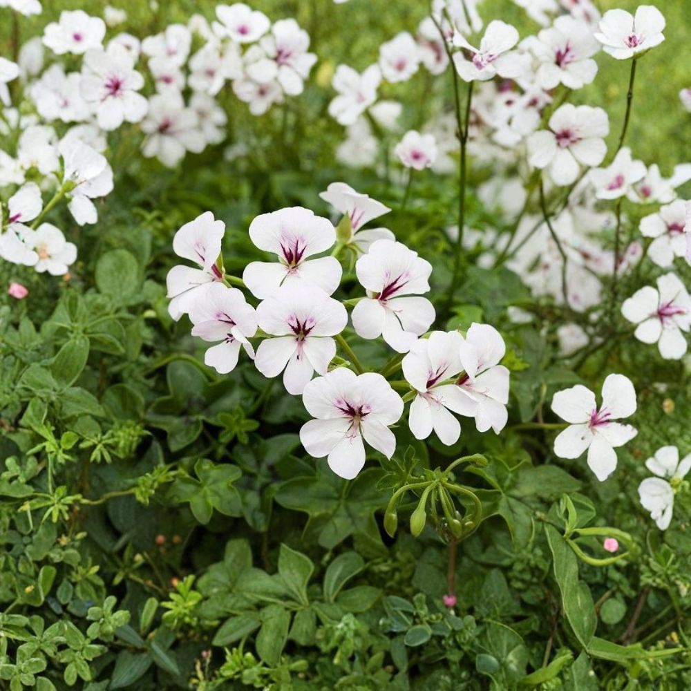 Reach Out White Ivy Geranium Seeds - 100 Pelargonium peltatum Seeds for Baskets & Pots - Trailing White Blooms