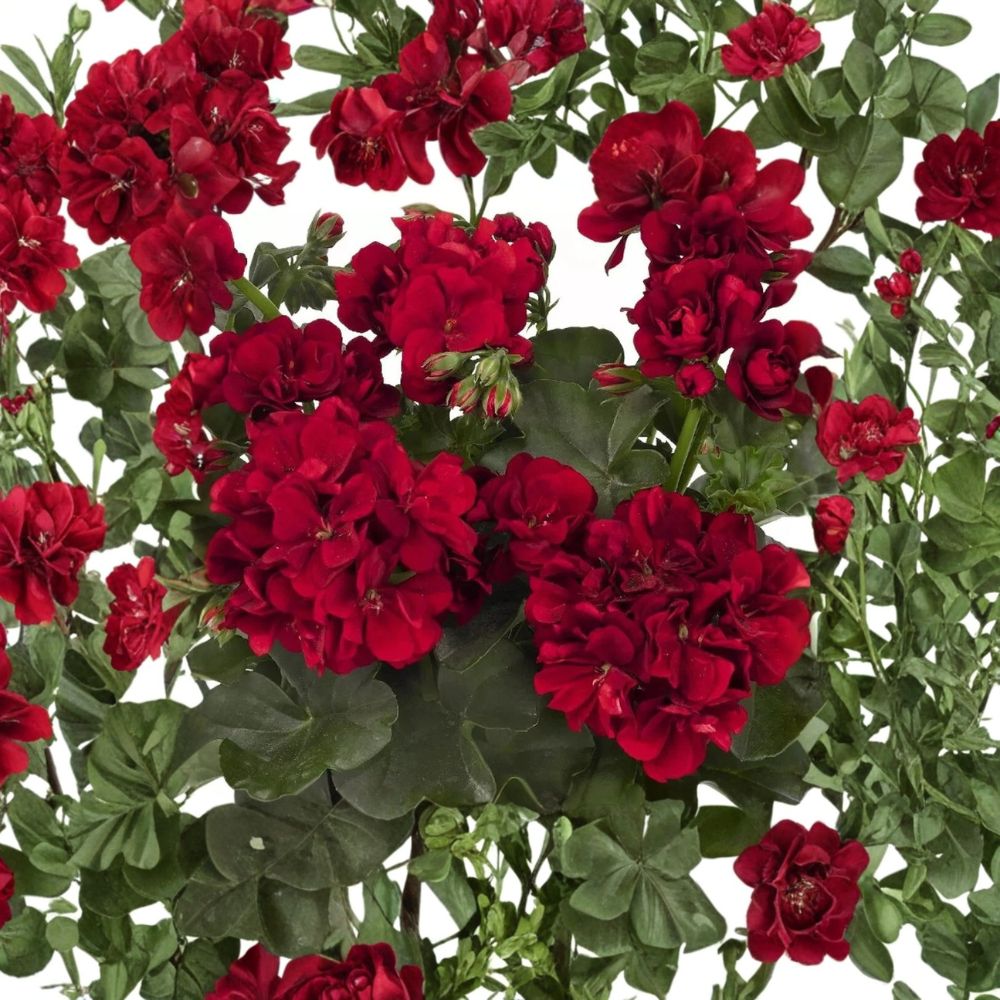 Red Geranium Seeds - 10 Pack Bright Red Blooms - Pelargonium Flower Seeds - Easy to Grow for Garden & Patio Containers