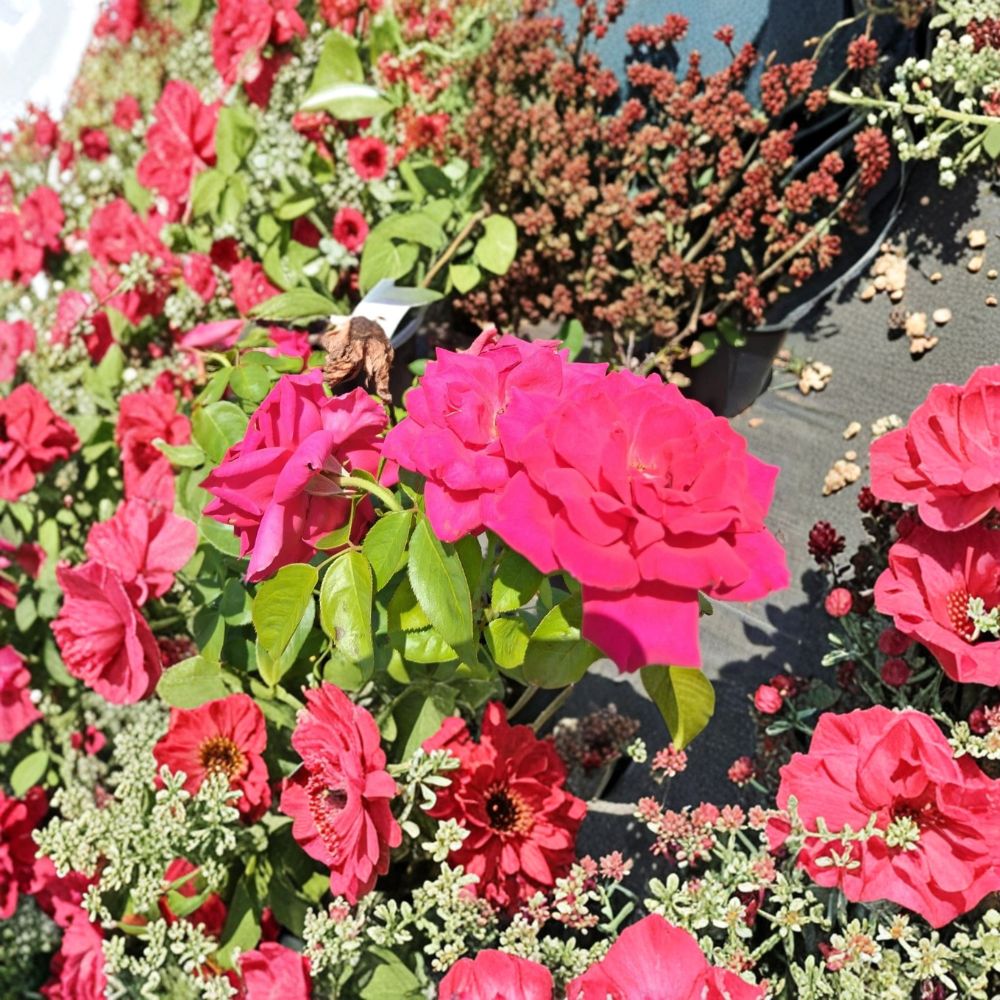 Deep Pink Hybrid Tea Rose Plant - 1 Gallon - Rosa 'Voluptuous' - Large Blooms - Elegant Garden Rose - Landscape Favorite