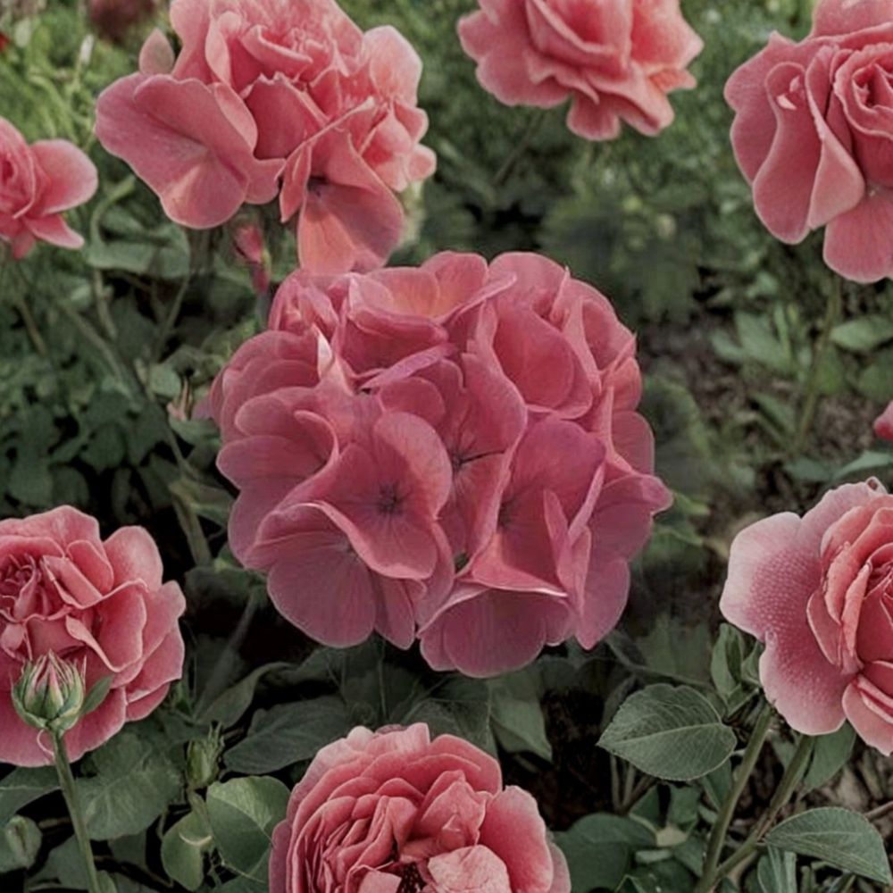 Maverick Salmon Geranium Seeds - 10 Zonal Pelargonium Flower Seeds, Large Blooming Annual - Pelargonium x hortorum